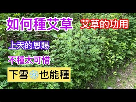 艾草風水